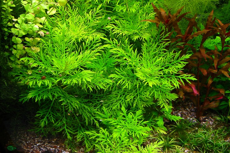 Hygrophila_difformis
